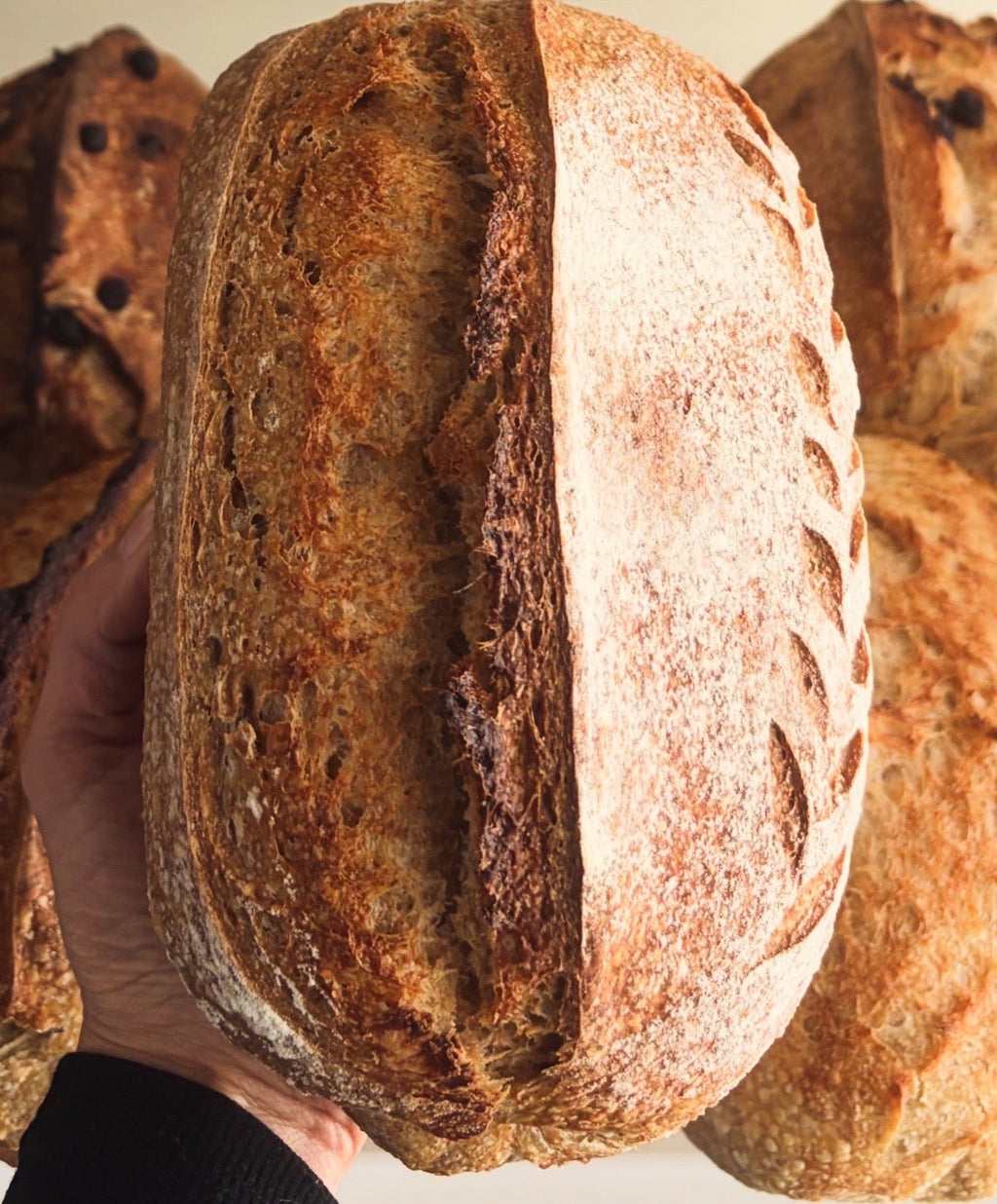 Whole Wheat loaf
